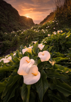 wowtastic-nature:💙 Calla Lilies by Deb Harder on 500px.com○  NIKON D810, 833-1200 px, rating:99.9