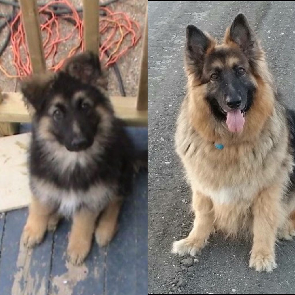cute-overload:  5 years later… Still fuzzy.http://cute-overload.tumblr.com source: