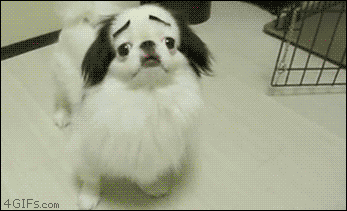 girlyxoxo:  cuteyypie:  loveyoubabe:  hi: THE 40 GREATEST DOG GIFS OF ALL TIME SEE THEM ALL HERE  NUMBER 20 IS SO CUTE I CAN’T HANDLE THESE  IM SO HAPPY NOW THESE ARE SO CUTEEEEEEE. I CAN’T HANDLE THE LAST ONE  I think i’m in love with all of these.