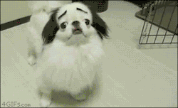 cuntinued:  Eyebrow game on point Click here to see more cute animal gifs!