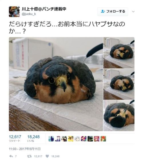 junmyk:川上十億＠バンチ連載中さんのツイート: “だらけすぎだろ…お前本当にハヤブサなのか…？ https://t.co/8IqNIdwIr2”