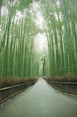 Efidelity:  Arashiyama, Japan (By Lucian Marin)