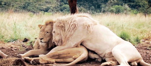 bigcatslions:  Kevin Richardson