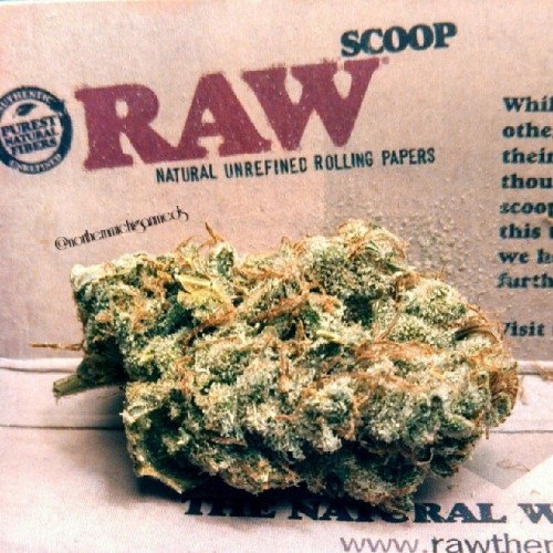 weedporndaily:  #lemonskunk 💨💨💨 by northernmichiganmeds http://ift.tt/19ADiAH