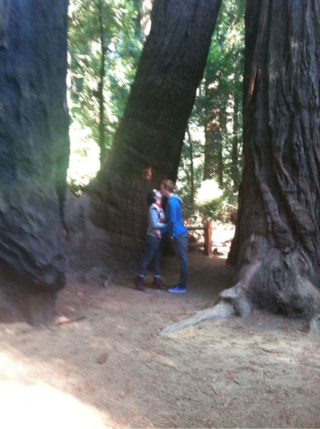 savarend:  look at all these huge-ass trees  (or: we went and looked at the redwoods