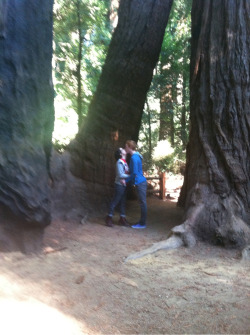 savarend:  look at all these huge-ass trees  (or: we went and looked at the redwoods look at my gay-ass cuties)