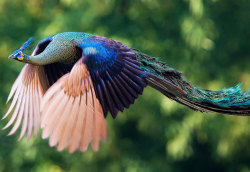 elodieunderglass:  nessiemonster88:  culturenlifestyle:  Dazzling Peacocks Caught On Camera Mid-Flight Peacocks are some of the most dazzling birds, using their beautiful multicolored feathers to woo potential mates and also catch people’s eyes. They