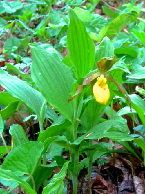 An orchid for Mothers Day. Yellow Lady Slipper.