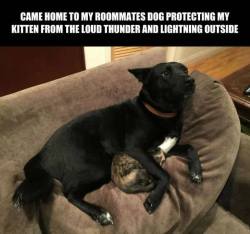 lolfactory:  One Brave Dog ➨ funny blog