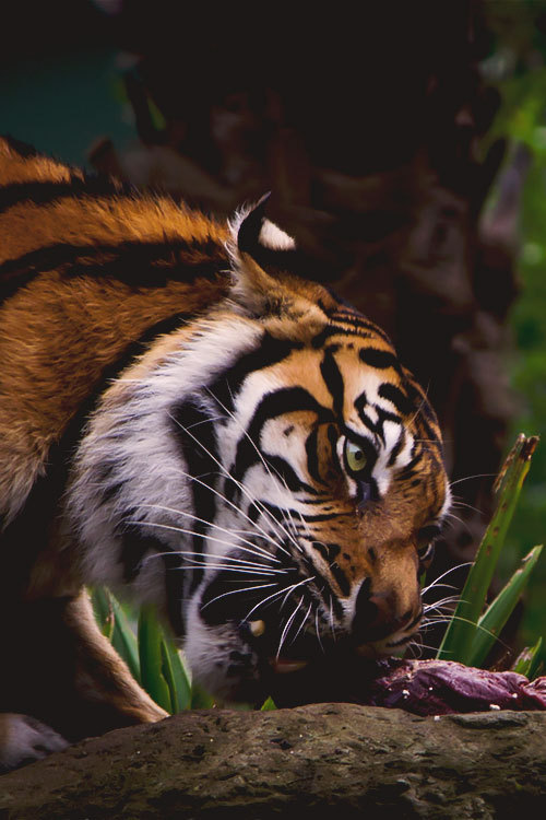 dream-villain:  Sumatran Tiger by Jacqui Barker