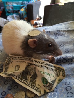 ratqueensupreme:  This is the money rat. Reblog and he will scamper into your room, bringing you riches in the night. 