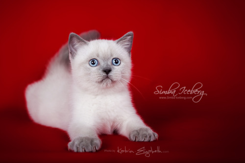 Hello everyone! It’s time to show you new photos of our cute kittens!Simba Iceberg Grace and  Simba 