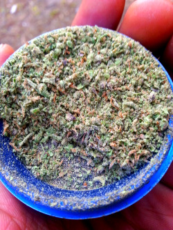 indica-illusions:  stoner-vogue:  bright and frosty  😍😍😍😍😍  Ooooh I see some purple 💜