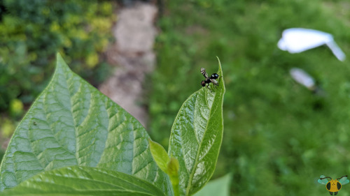 Signal Fly - Rivellia spp.The process continues to add more insect families to the blog, so today th