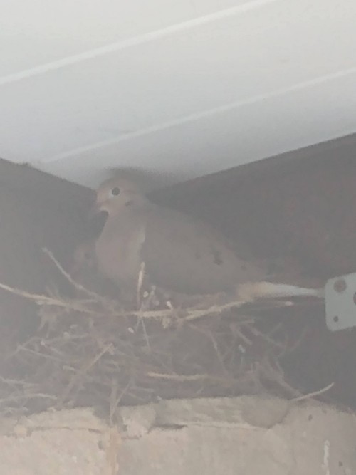 So At The End Of July A Mama And Papa Dove To Over S Robin Nest And There Was A Baby Dove With Mama Dove