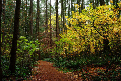 Breezy Watershed Park by Bob Zheng