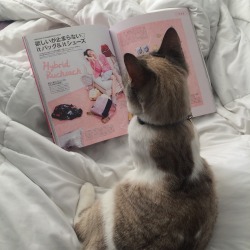 moonbait:  Maisy decided to read my magazine and then fall asleep on it（；￣ェ￣） 