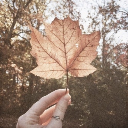 taylorzwift:moodboards: taylor + fall“do you remember the 28th night of september?love was changing 