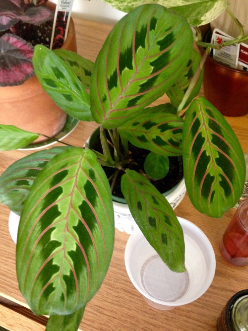 2.9.16 - My makeshift “humidifier” - simply two cups placed near my prayer plant! Seems 