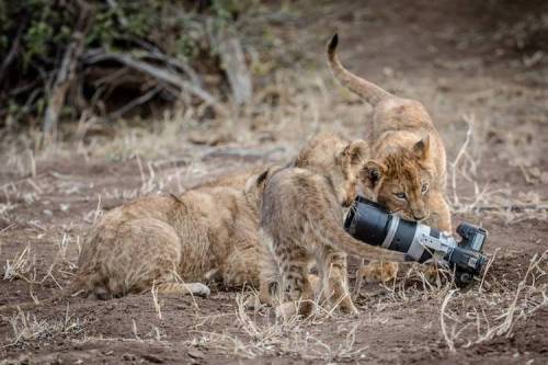 Lioness Steals A Photographers Camera, Gives It To Her Cubs As A New Toy