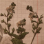 florencehearts