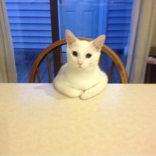 Jerry, sit down. We need to talk about something. #cute #cuteanimals #cutepet #petaofinstagram