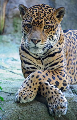 magicalnaturetour:  Jaguar - Paws Crossed