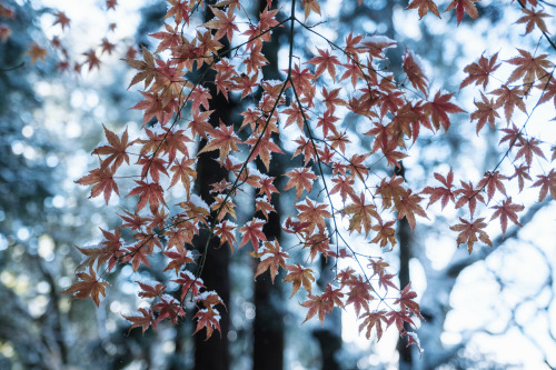 Snowy White and Red Leaves 雪の白と紅葉の赤。 せっかくの雪なので遅めの紅葉が残る山寺へと。 風情があって亀岡のなかでも好きな場所。 #京都 #亀岡#FUJIFILM #