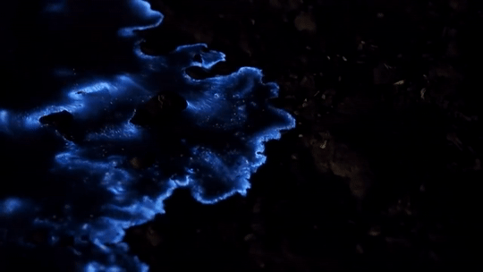 claygoblin:  Dinoflagellates   Attenborough’s Life That Glows, BBC   