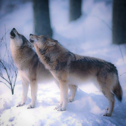 her-wolf:    Howling  by Hans Westerling  