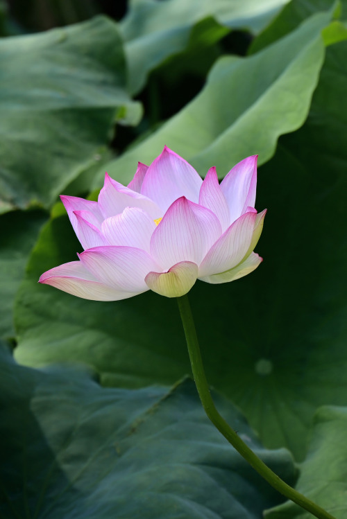 The lotus comes from the murkiest water but grows into the purest thing – Nita Ambani 
