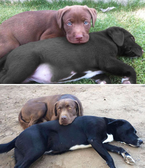 tastefullyoffensive:  Before and After Photos of Dogs Growing Up (images via boredpanda)Previously: Before and After Pictures of Animals Growing Up