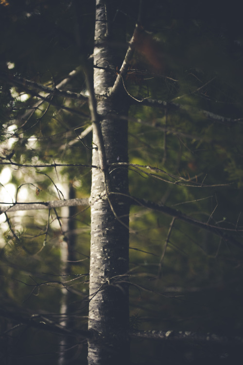 jonahreenders:  By: Jonah Reenders 