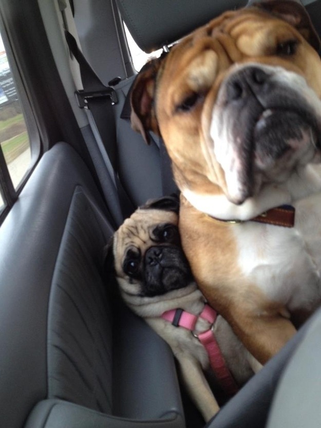 karlmarxofficial:  catbountry:  Pugs.  are pugs even real or did someone just dream