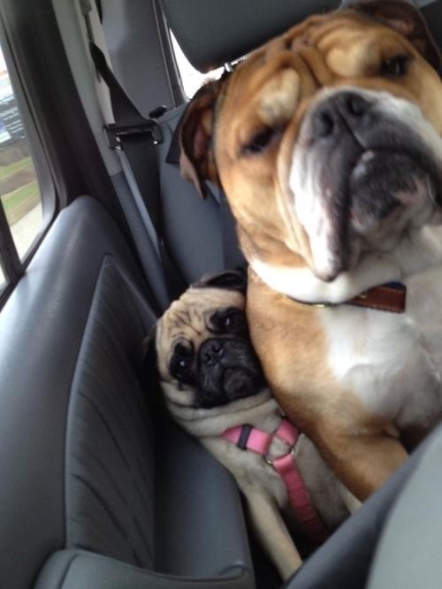 pewpewlasernipples: karlmarxofficial: catbountry: Pugs. are pugs even real or did someone just dream