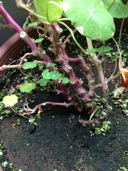 4.13.16 - A closer look at the base of those nasturtium vines. I can’t believe all of it comes