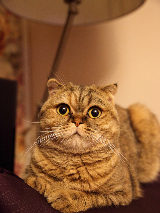 squish that cat audio