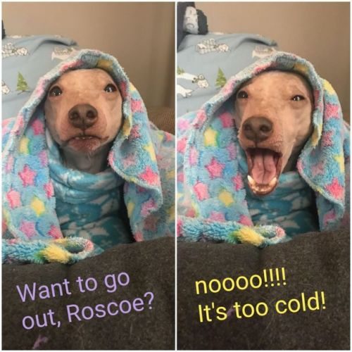 sillyshelterdogs