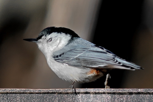 Nuthatches Have Eyelashes. I Think That's Pretty Neat.