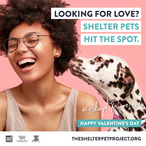 If all you need is love, we’ve got you covered. Adopt Pure Love this Valentine’s Day at 