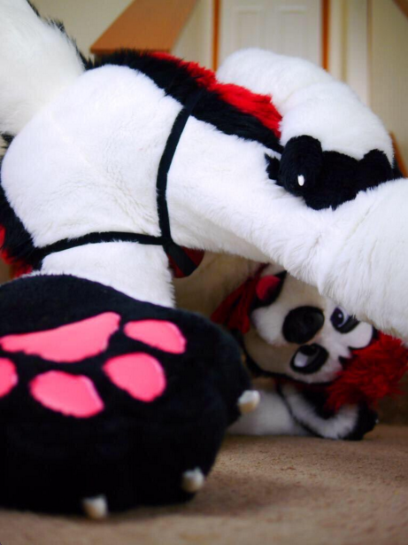 fursuitbutts:Butt and Paws…. Best combination *heart eyes*Suiter: @Cennybutt on Twitter(Source: http