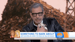 ruinedchildhood:Please allow this gifset of Jeff Goldblum holding a tiny sleeping puppy to bless your Dashboard.   