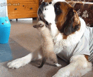 srsfunny:  That’s Enough, Tiny Kittyhttp://srsfunny.tumblr.com/