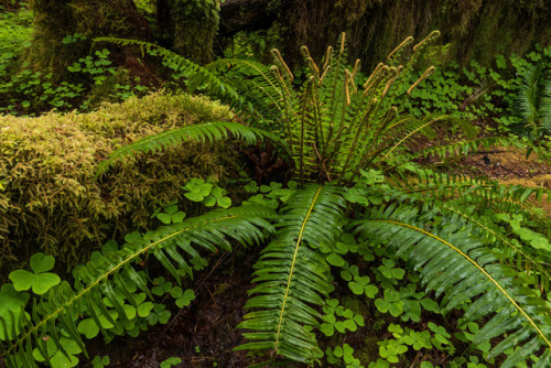 Hoh Rain Forest by RWightman