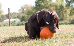 handsomedogs:  He can almost fit an entire