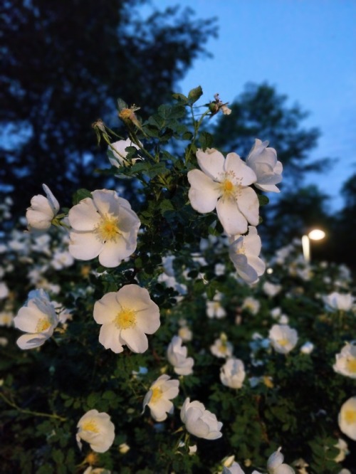 lostinfinnish:lostinfinnish:Juhannusruusu - Midsummer roseIt is called juhannusruusu because it bloo