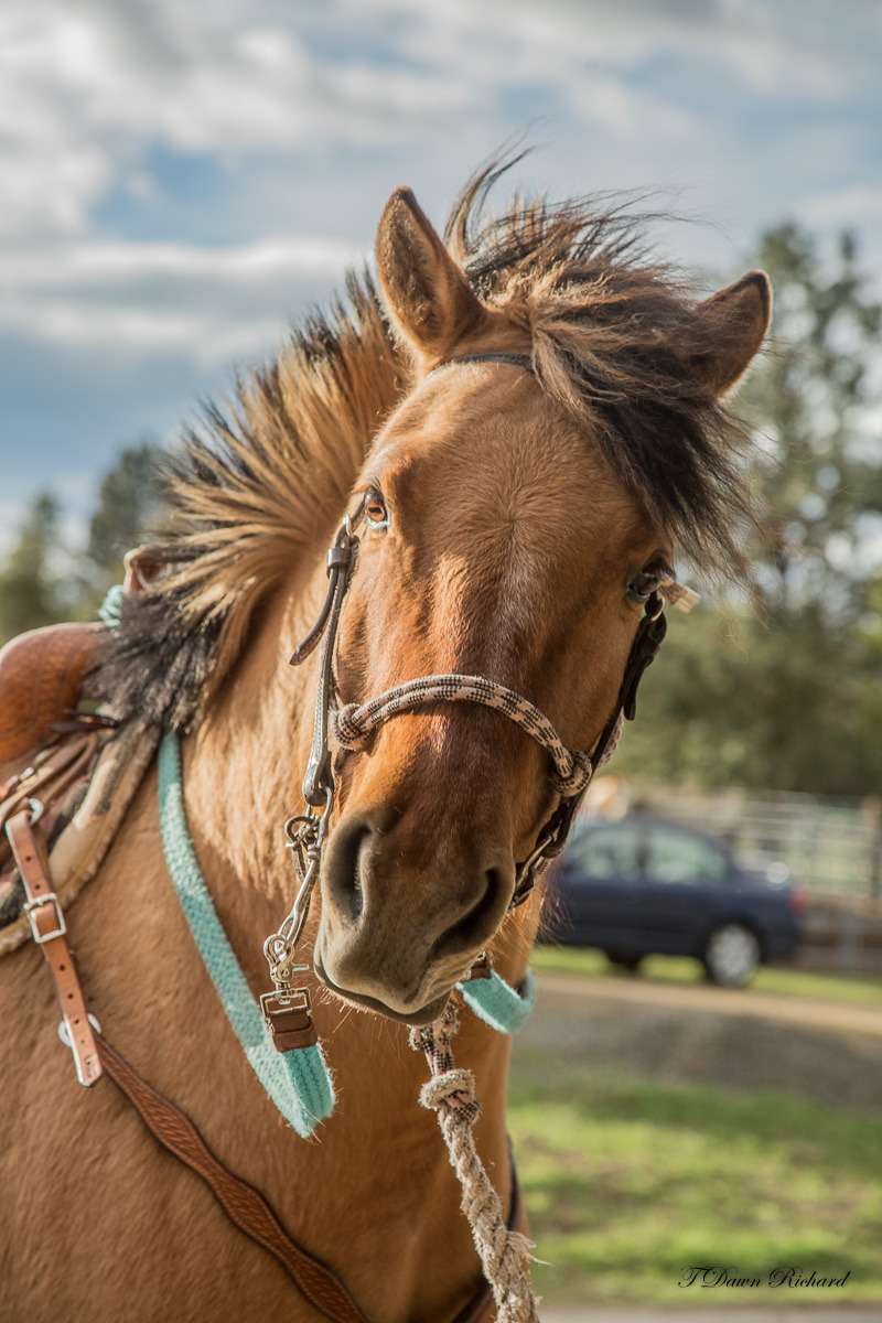 horsebackwriter:  You want me to do what?  