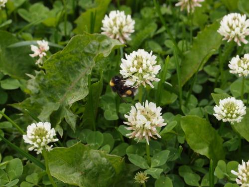 Trifolium repens — white clover a.k.a. Dutch cloverBombus — bumblebees