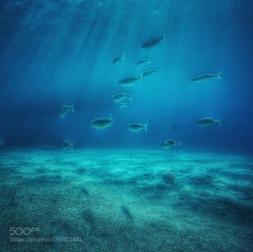 lifeunderthewaves:Fishes by fethigurcan
