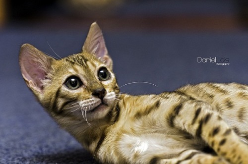 You Must Know About The Most Fascinating Bengal Cat Fact